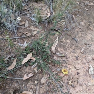 Bossiaea buxifolia at Watson, ACT - 28 Jan 2022