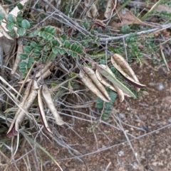 Bossiaea buxifolia at Watson, ACT - 28 Jan 2022