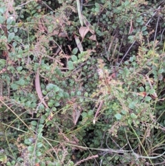 Bossiaea buxifolia at Watson, ACT - 28 Jan 2022 11:24 AM