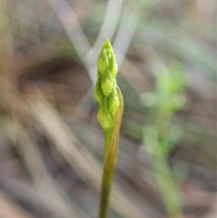 Corunastylis cornuta (Horned Midge Orchid) at Mount Painter - 26 Jan 2022 by CathB