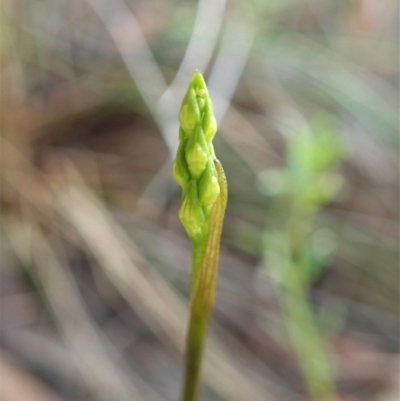 Corunastylis cornuta (Horned Midge Orchid) at Cook, ACT - 27 Jan 2022 by CathB