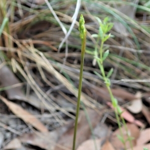 Corunastylis cornuta at Cook, ACT - 27 Jan 2022