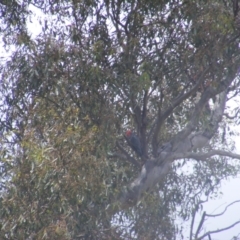 Callocephalon fimbriatum at O'Malley, ACT - suppressed