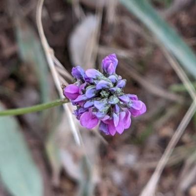 Cullen microcephalum (Dusky Scurf-pea) at Watson, ACT - 28 Jan 2022 by abread111