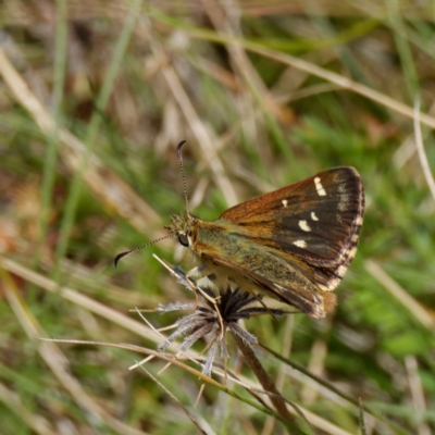 Atkinsia dominula (Two-brand grass-skipper) at Mount Clear, ACT - 27 Jan 2022 by DPRees125