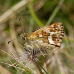 Atkinsia dominula at Mount Clear, ACT - 27 Jan 2022