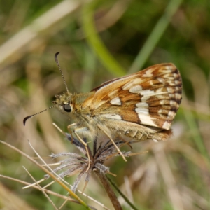 Atkinsia dominula at Mount Clear, ACT - suppressed