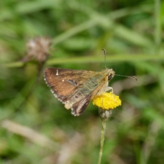 Atkinsia dominula at Mount Clear, ACT - 27 Jan 2022