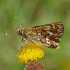 Atkinsia dominula at Mount Clear, ACT - 27 Jan 2022