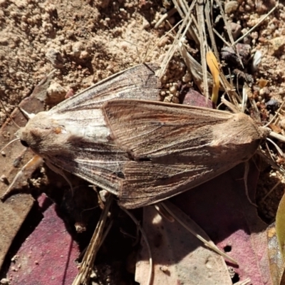 Mythimna (Pseudaletia) convecta (Common Armyworm) at Cook, ACT - 21 Jan 2022 by CathB