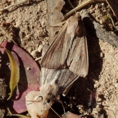 Mythimna (Pseudaletia) convecta at Cook, ACT - 22 Jan 2022