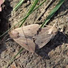 Mythimna (Pseudaletia) convecta at Cook, ACT - 22 Jan 2022