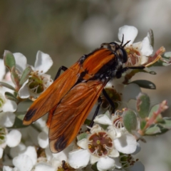 Pelecorhynchus fulvus (Orange cap-nosed fly) at Mount Clear, ACT - 27 Jan 2022 by DPRees125