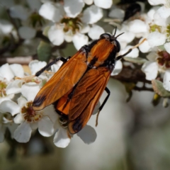 Pelecorhynchus fulvus at Mount Clear, ACT - 27 Jan 2022