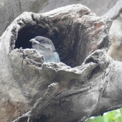 Eurystomus orientalis (Dollarbird) at Lions Youth Haven - Westwood Farm A.C.T. - 28 Jan 2022 by HelenCross