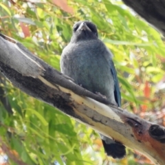 Eurystomus orientalis at Kambah, ACT - suppressed