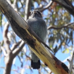 Eurystomus orientalis at Kambah, ACT - suppressed