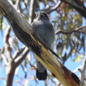 Eurystomus orientalis at Kambah, ACT - suppressed