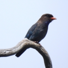 Eurystomus orientalis at Kambah, ACT - suppressed