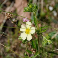 Potentilla recta (Sulphur Cinquefoil) at Namadgi National Park - 27 Jan 2022 by DPRees125