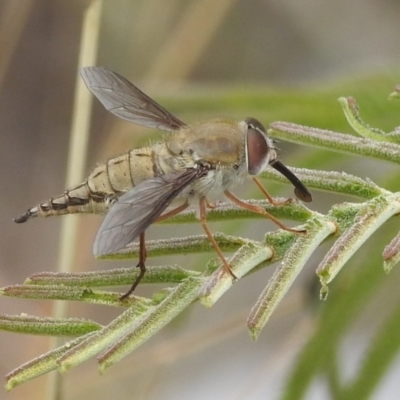 Trichophthalma punctata (Tangle-vein fly) at Lions Youth Haven - Westwood Farm A.C.T. - 28 Jan 2022 by HelenCross
