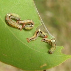 Mnesampela privata (Autumn Gum Moth) at Lions Youth Haven - Westwood Farm A.C.T. - 28 Jan 2022 by HelenCross