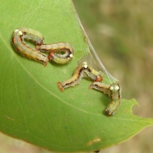 Mnesampela privata at Stromlo, ACT - 28 Jan 2022