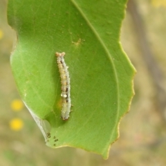 Mnesampela privata at Stromlo, ACT - 28 Jan 2022