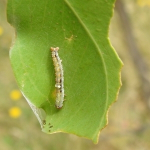 Mnesampela privata at Stromlo, ACT - 28 Jan 2022