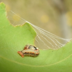 Mnesampela privata at Stromlo, ACT - suppressed