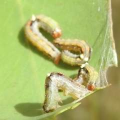 Mnesampela privata at Stromlo, ACT - suppressed