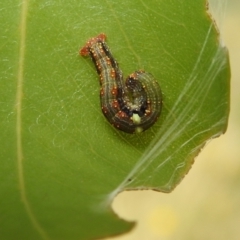 Mnesampela privata at Stromlo, ACT - 28 Jan 2022