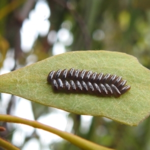 Paropsisterna sp. (genus) at Stromlo, ACT - 28 Jan 2022