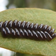 Paropsisterna sp. (genus) at Stromlo, ACT - 28 Jan 2022