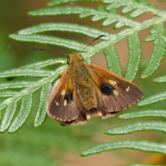 Timoconia flammeata (Bright Shield-skipper) at Tidbinbilla Nature Reserve - 24 Jan 2022 by DPRees125