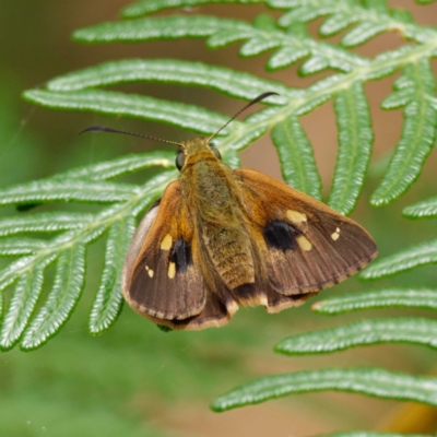 Timoconia flammeata (Bright Shield-skipper) at Paddys River, ACT - 24 Jan 2022 by DPRees125