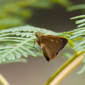 Timoconia flammeata at Paddys River, ACT - 24 Jan 2022 03:17 PM