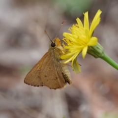 Timoconia flammeata at Paddys River, ACT - 24 Jan 2022 03:17 PM