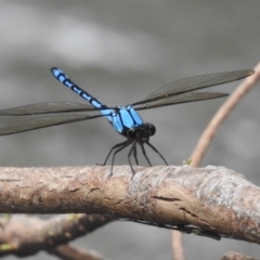 Diphlebia nymphoides (Arrowhead Rockmaster) at Cotter Reserve - 28 Jan 2022 by HelenCross