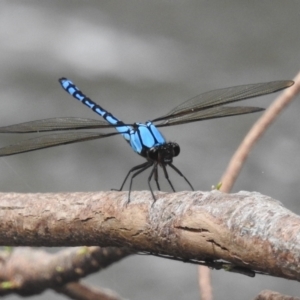 Diphlebia nymphoides at Paddys River, ACT - 28 Jan 2022