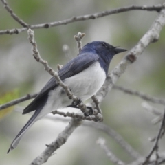 Myiagra rubecula (Leaden Flycatcher) at Paddys River, ACT - 28 Jan 2022 by HelenCross