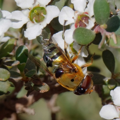 Austalis pulchella (Hover fly) at Namadgi National Park - 27 Jan 2022 by DPRees125