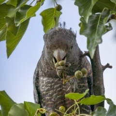 Callocephalon fimbriatum at Ainslie, ACT - 28 Jan 2022