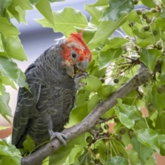 Callocephalon fimbriatum at Ainslie, ACT - 28 Jan 2022