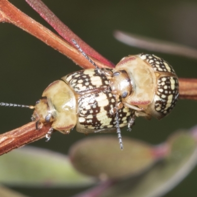 Paropsis pictipennis (Tea-tree button beetle) at Hawker, ACT - 27 Jan 2022 by AlisonMilton