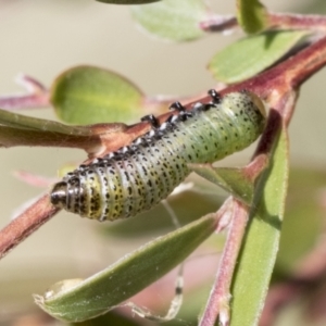 Paropsis pictipennis at Hawker, ACT - 27 Jan 2022