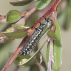 Paropsis pictipennis at Hawker, ACT - 27 Jan 2022