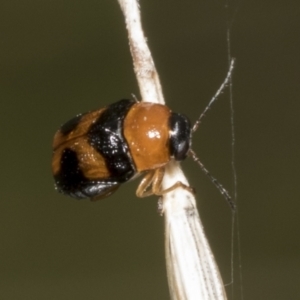 Aporocera (Aporocera) jocosa at Hawker, ACT - 26 Jan 2022 11:41 AM