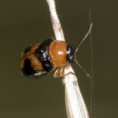 Aporocera (Aporocera) jocosa (Leaf beetle) at Hawker, ACT - 26 Jan 2022 by AlisonMilton