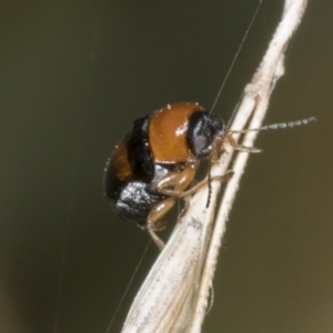 Aporocera (Aporocera) jocosa at Hawker, ACT - 26 Jan 2022